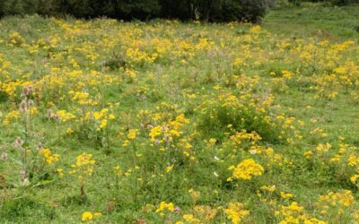 Schriftelijke vragen – Jacobskruiskruid